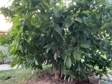 patry333 on Chaturbate