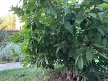 patry333 on Chaturbate